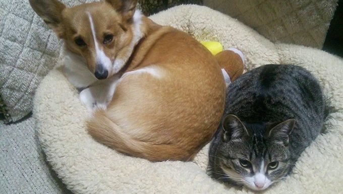 Corgi und Katze teilen sich das Bett