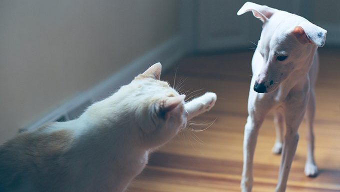 Katze streckt die Hand nach Hund aus