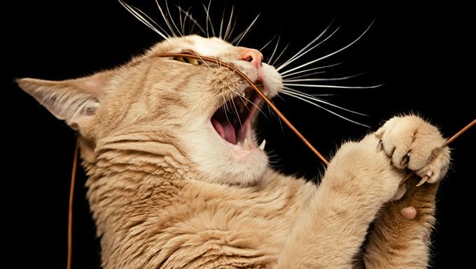 Katze spielt mit Schnur