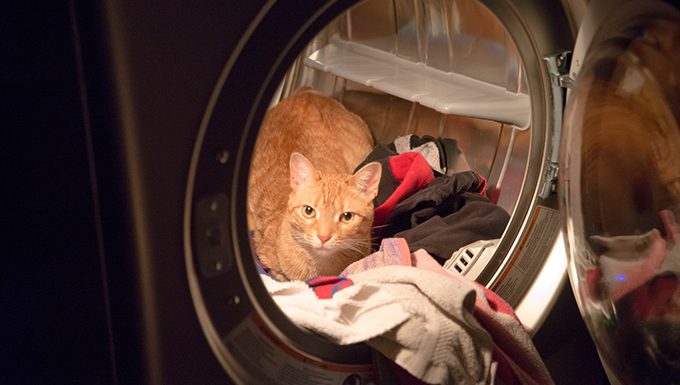 Katze in Waschmaschine