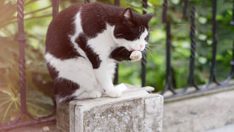 Schwarz-Weiß-Katze leckt sich auf der Straße