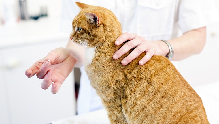 Tierarzt, der bereit ist, einer Katze eine Pille zu füttern