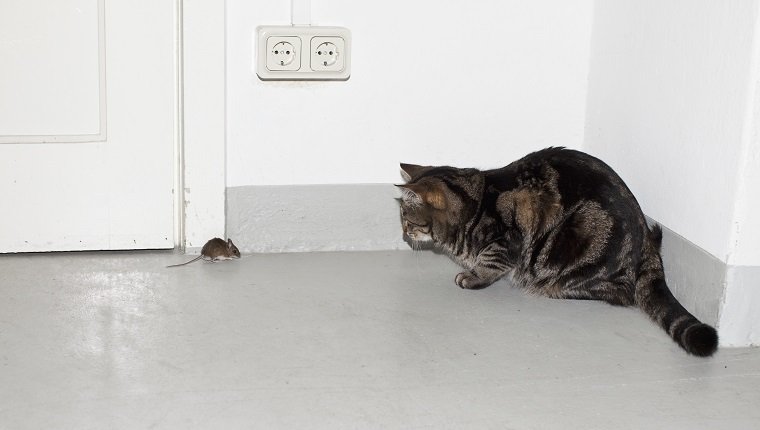 Eine Katze und eine Maus stehen sich gegenüber