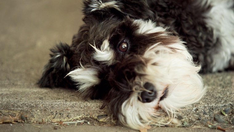 Schwarzweiss-Minischnauzerhund, der mit traurigem Ausdruck auf Gesicht liegend liegt.