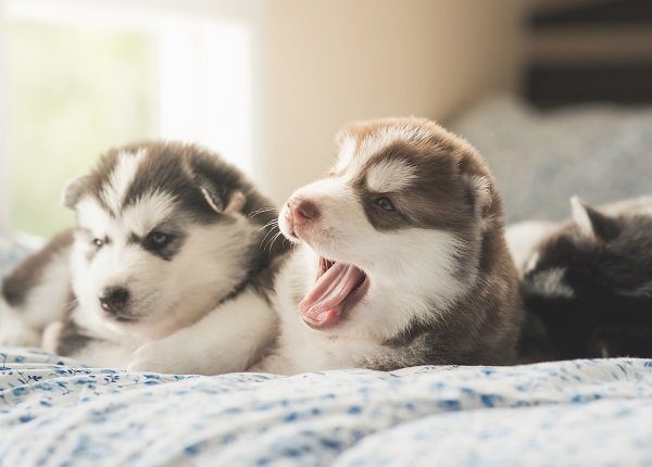 Cute two puppies siberian husky lying on a bed,vintage filter