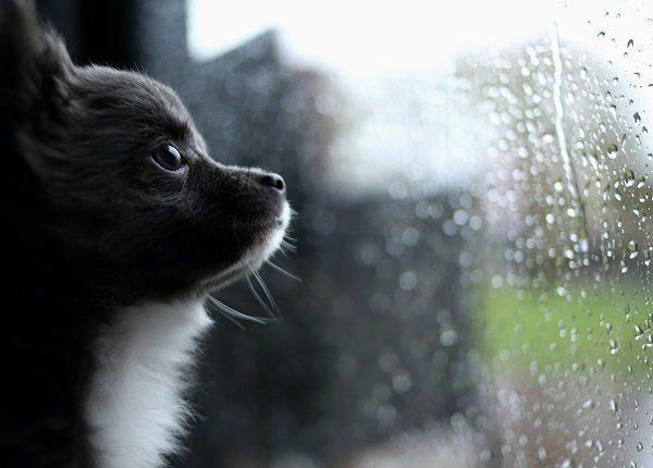 Gedenktag der Regenbogenbrücke 5 Möglichkeiten, Ihren Hund zu gedenken