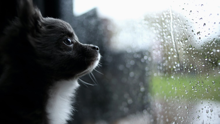 Chihuahua Welpe, der durch Fenster schaut
