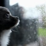 Chihuahua puppy looking through window
