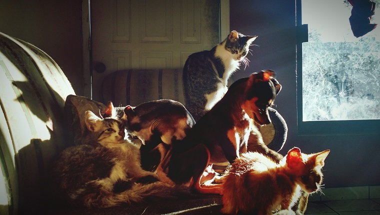 Katzen und Hunde auf dem Sofa
