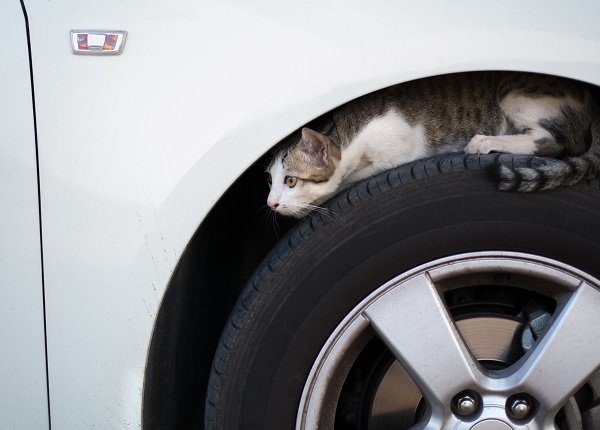 Cat Sitting On Car Tire