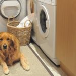 Golden retrever in Laundry room