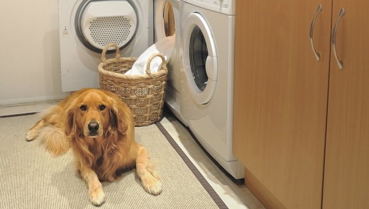 Goldener Retrever in der Waschküche