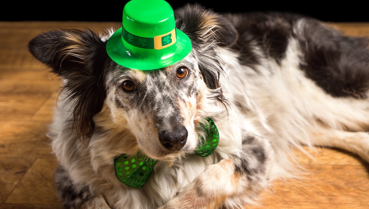 Border Collie Australischer Schäferhund Hunde Haustier trägt grünes irisches Leprachaun Saint Patrick Tag Hut Kostüm, während auf Holzboden liegend Kamera in einer schelmischen schuldigen Scherzart liegt