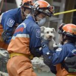 A schnauzer dog who survived the quake is pulled out of the rubble from a flattened building by rescuers in Mexico City on September 24, 2017. Hopes of finding more survivors after Mexico City