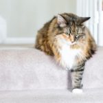 Maine Coon calico cat funny resting one paw on carpet floor steps indoors inside house comfortable looking down sad, large breed neck mane or ruff