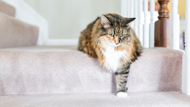 Maine Coon Kaliko Katze lustig ruhen eine Pfote auf Teppichboden Schritte drinnen im Haus bequem nach unten schauen traurig, große Rasse Hals Mähne oder Halskrause