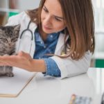 Veterinarian examining a kitten in animal hospital, possibly prescribing Baytril.