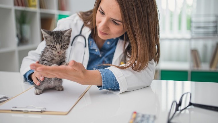 Veterinarian examining a kitten in animal hospital, possibly prescribing Baytril.