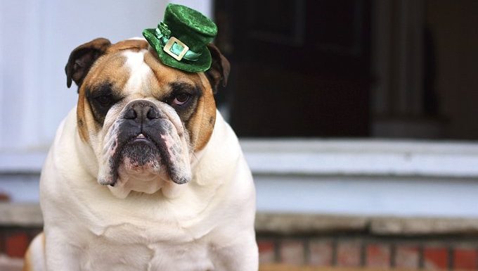 Bulldogge mit irischem Hut auf der Suche nach irischen Hundenamen