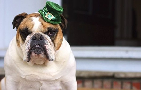 bulldog with irish hat looking for irish dog names
