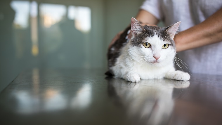 Kranke Katze wird von einem Tierarzt in einer Tierklinik untersucht