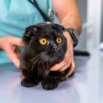Chocolate black Scottish fold cat at animal hospital with veterinarian - physical examination / check - up