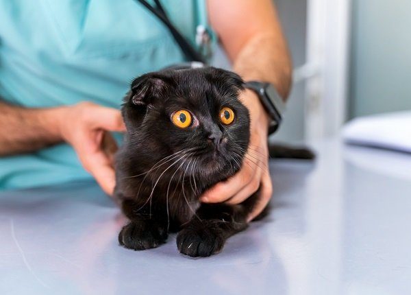 Chocolate black Scottish fold cat at animal hospital with veterinarian - physical examination / check - up