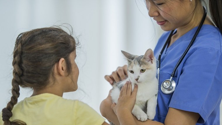 A unrecognizable young girl of elementary age and a veterinarian is petting a white cat. The vet is wearing a stethoscope and blue scrubs inside a veterinarian clinic. Cat may have Bordetella infection.