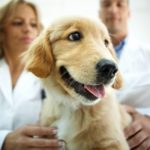Middle aged male and femal vets examining Golden retriever puppy. The dog looks frightened and sad but she