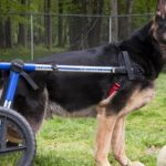 German Shepherd Dog in wheelchair ready to play ball