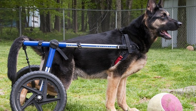 Deutscher Schäferhund im Rollstuhl bereit, Ball zu spielen