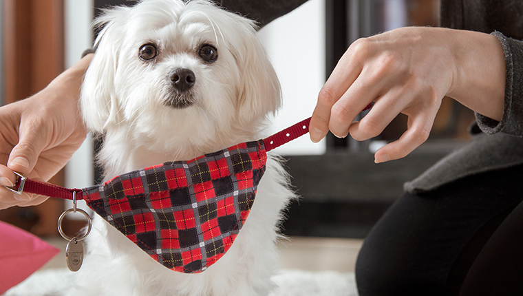 Frau kleidet ein Hundehalsband mit einer Kennung
