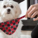 Woman is dressing a dog collar with an identifier