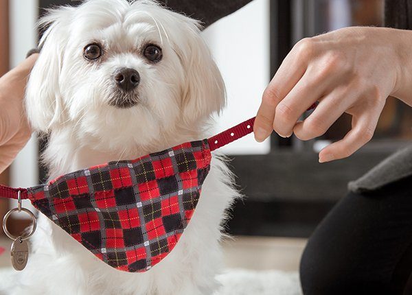 Woman is dressing a dog collar with an identifier
