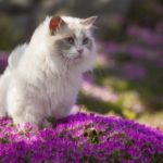A white ragdoll cat sits in a bed of pink flowers.
