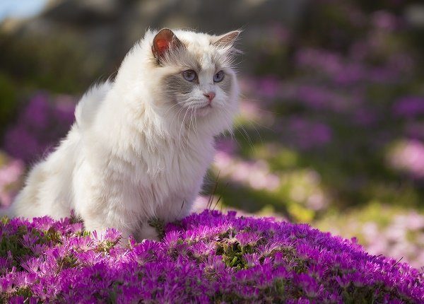 A white ragdoll cat sits in a bed of pink flowers.