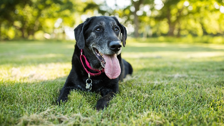 Goldseelen, graue Gesichter 6 OutdoorÜbungen für ältere Hunde
