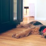 Airedale Terrier dog lying on a kitchen floor looking sad or tired