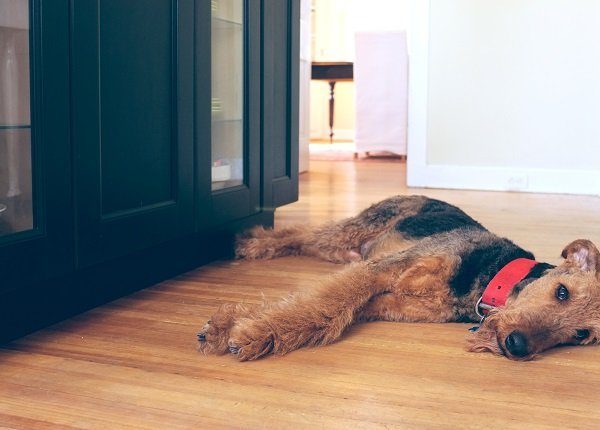 Airedale Terrier dog lying on a kitchen floor looking sad or tired