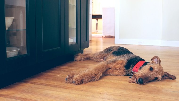 Airedale Terrier Hund liegt auf einem Küchenboden und sieht traurig oder müde aus