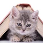 Kitten and book