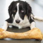 Dog eating bone on floor