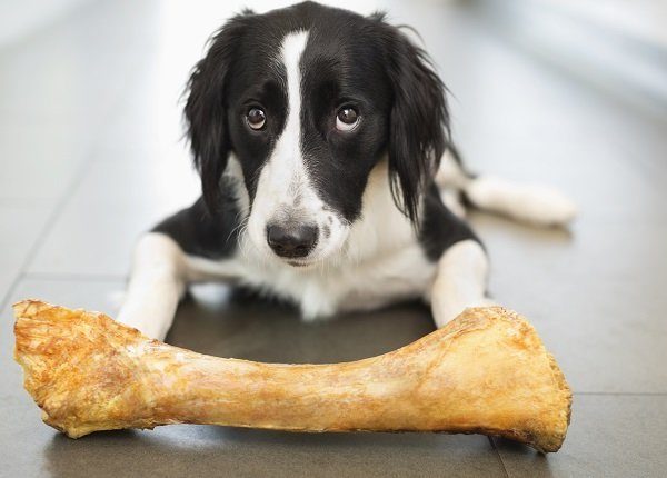 Dog eating bone on floor