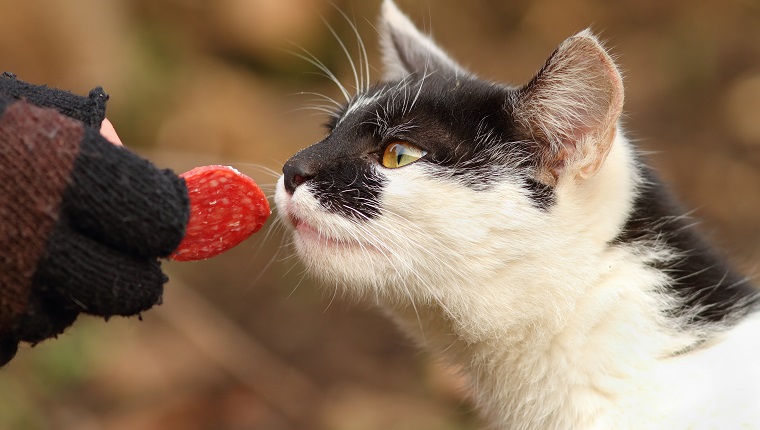 süße Katze, die Scheibe Salami von Hand isst