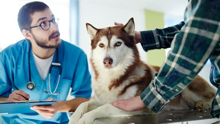 Tierarzt in Uniform, der Rezepte für Husky-Hunde macht und mit seinem Besitzer spricht