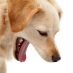 golden retriever possibly about to vomit