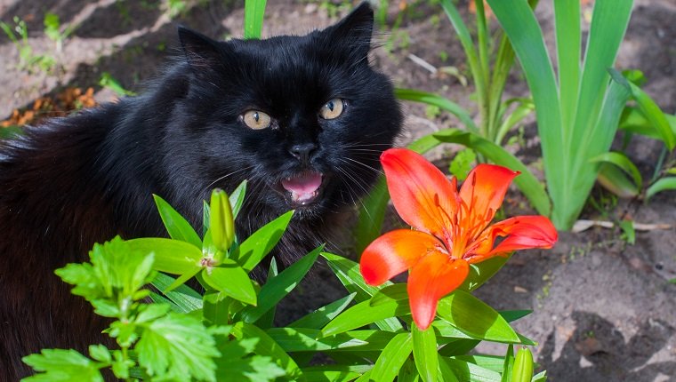 schwarze Katze sitzt in der Nähe von orange Lily