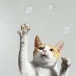 Cat chasing bubbles