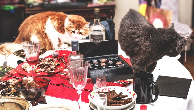 Zwei Katzen in wirklichem Chaos auf dem Morgentisch nach der großen Party