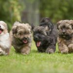 6 Running Havanese puppies of 9 weeks!6 little dog running in a row on green grass.